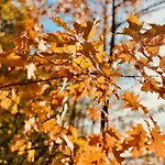 Haus 11 In Mit Seeblick Und Sauna Nyaraló