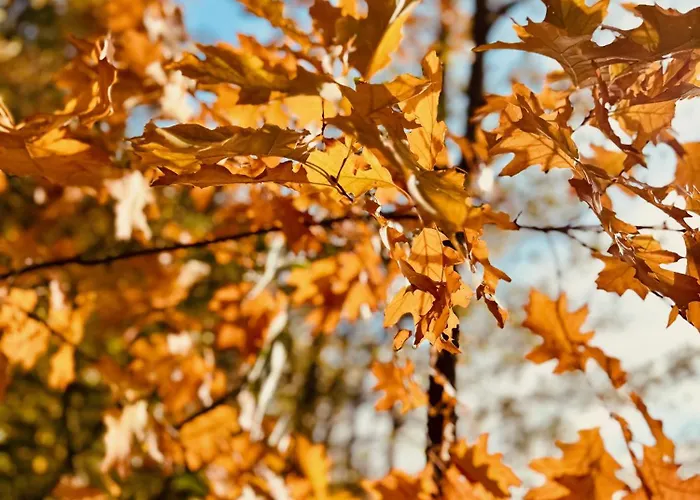 Haus 11 In Mit Seeblick Und Sauna Feriehus